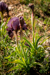 Al-Arz;Iris;Iris-Cedreti;Kaleidos;Kaleidos-images;Lebanon;Middle-East;Near-East;Proche-Orient;Tarek-Charara;Flowers;Endemic;Endangered-species;Endemic-species;Critically-endangered;Critically-endangered-species